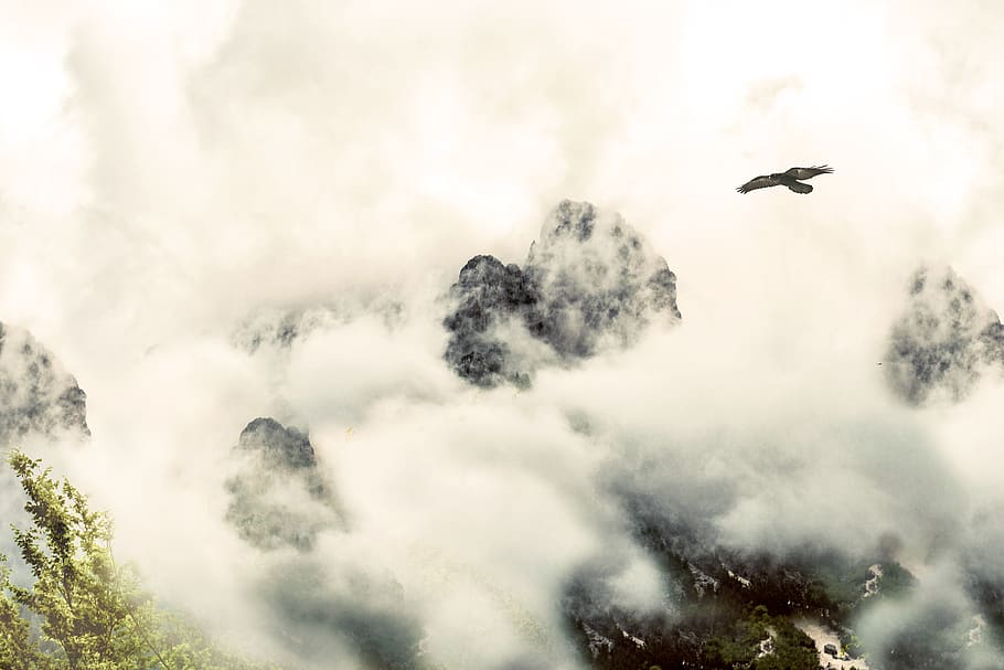 black and gray eagle flying, albania, spruce, tree, flora, conifer HD wallpaper