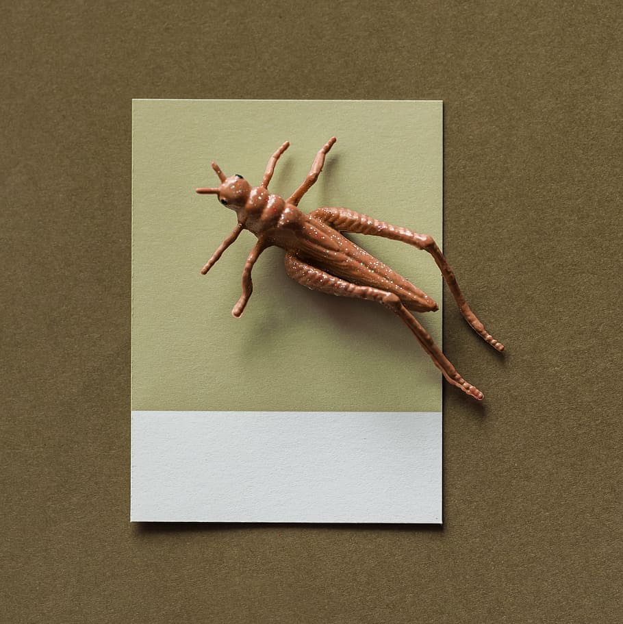 abstract, brown, bug, card, colorful, concept, creative, decoration HD wallpaper