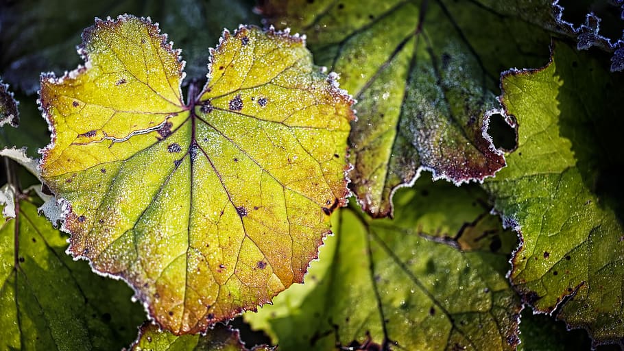 frost, grape leaves, nature, leaf, plant part, close-up, beauty in nature HD wallpaper