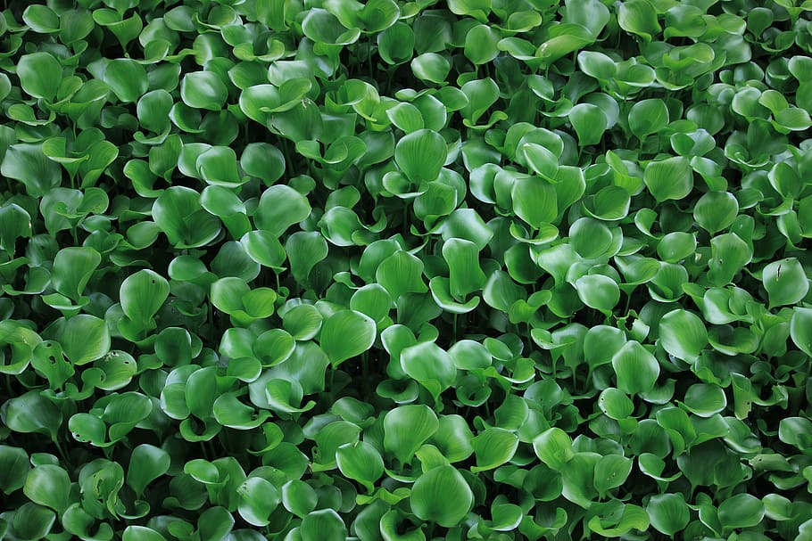 green, nature, leaf, green color, full frame, backgrounds, growth HD wallpaper