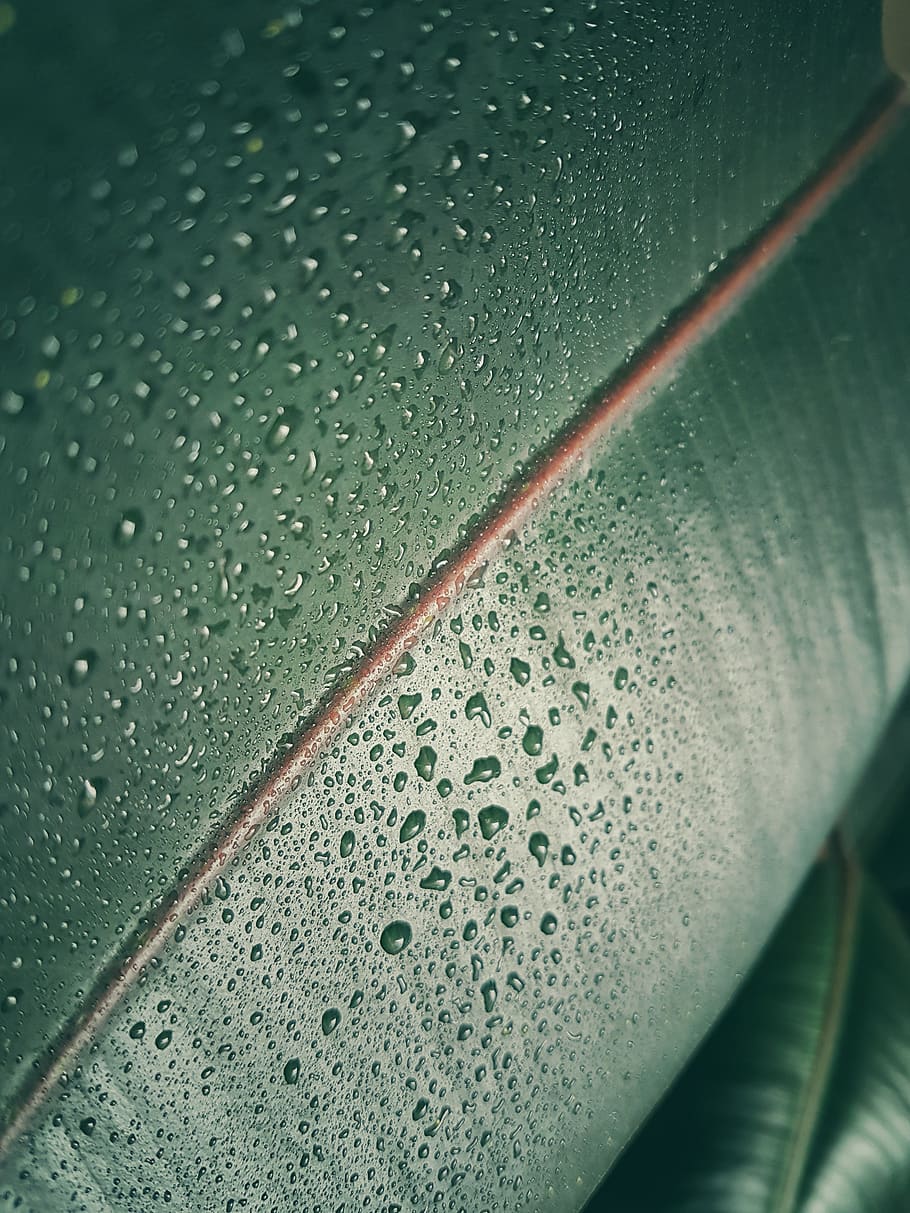 A macro shot of rain on a leaf., германия, киль, sycamore, HD wallpaper