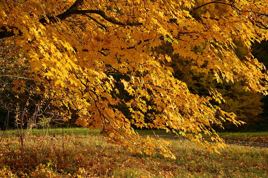 Dried Maple Tree, autumn, fall, fall foliage, grass, nature, scenic HD wallpaper