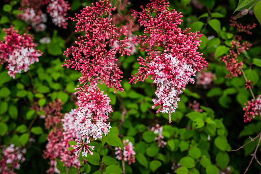 lilac, flower, buds, spring, garden, growth, flowering plant HD wallpaper