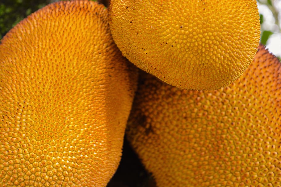 colombia, cali, exotico, exótico, exótica, texture, fruit, HD wallpaper