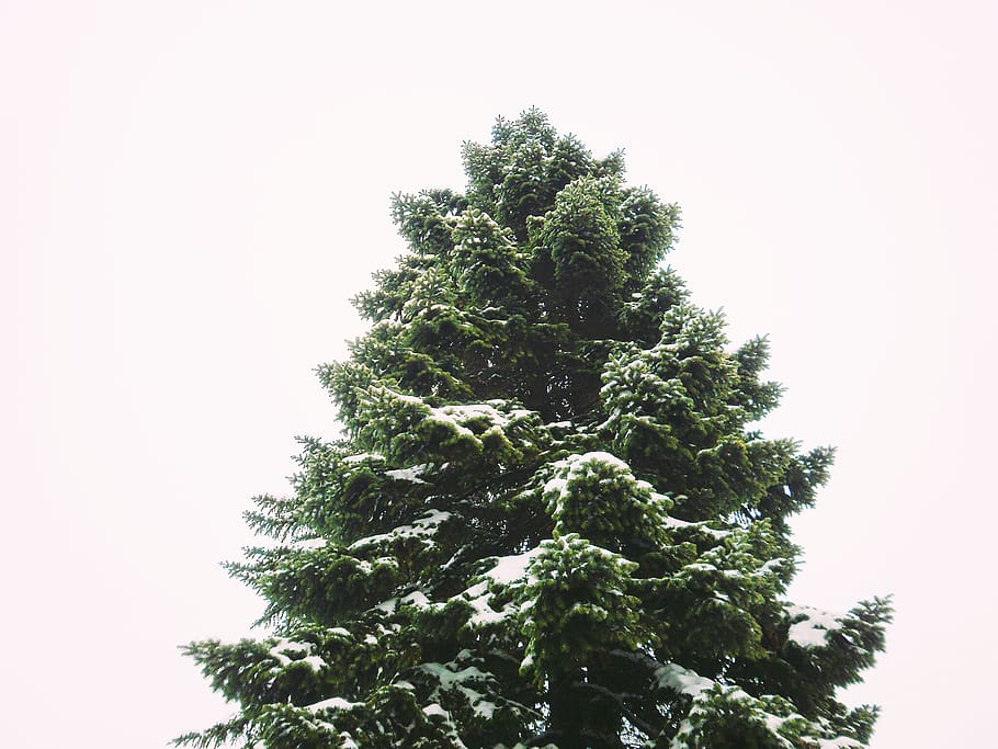 snow, green, sky, winter, tree, plant, growth, green color HD wallpaper