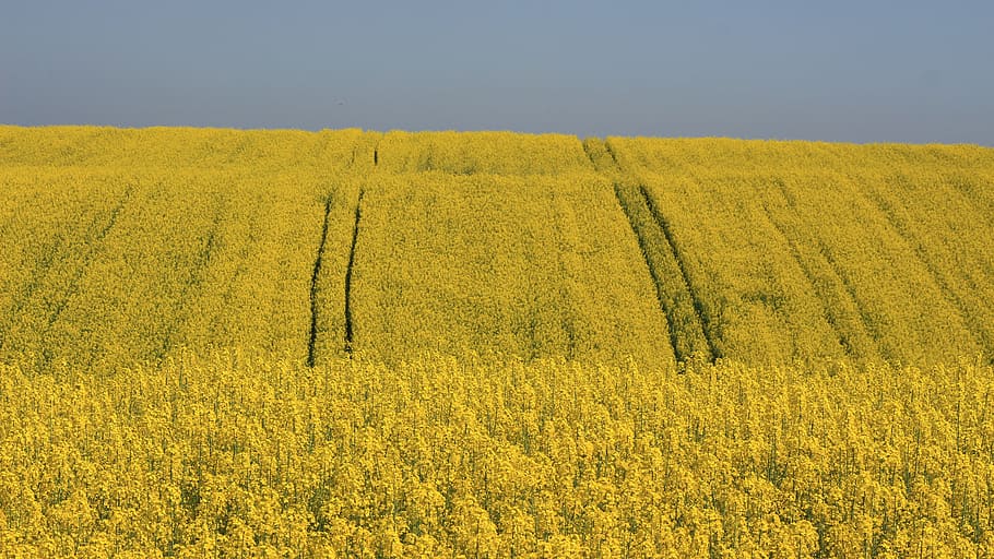 turkey, tekirdağ, yellow, landscape, agriculture, beauty in nature HD wallpaper