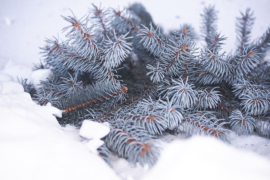 snow covered pine trees, winter, cold temperature, selective focus HD wallpaper