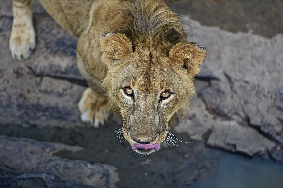 adult lioness standing on ground, animal, mammal, wildlife, antelope park, HD wallpaper