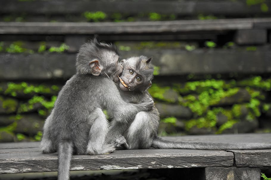 Two Gray Monkey on Black Chair, animals, background, blur, close-up
