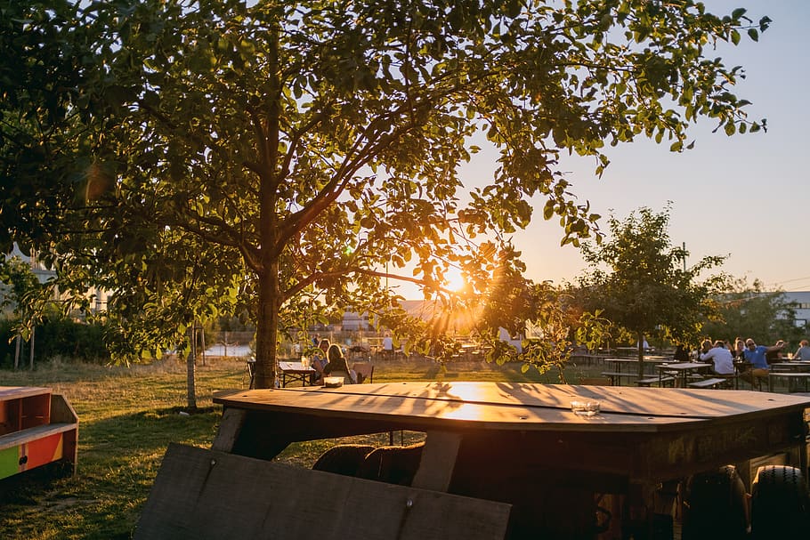 sunset, hafen2, tree, cafe, plant, sunlight, nature, seat, table HD wallpaper