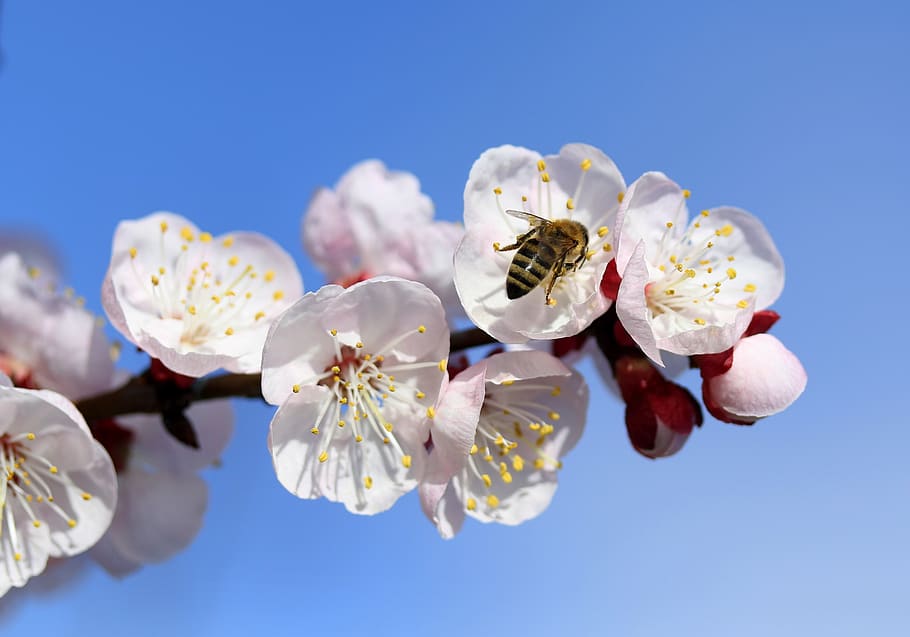 bee, flowers, white, spring, tree, casey, nature, supplies HD wallpaper