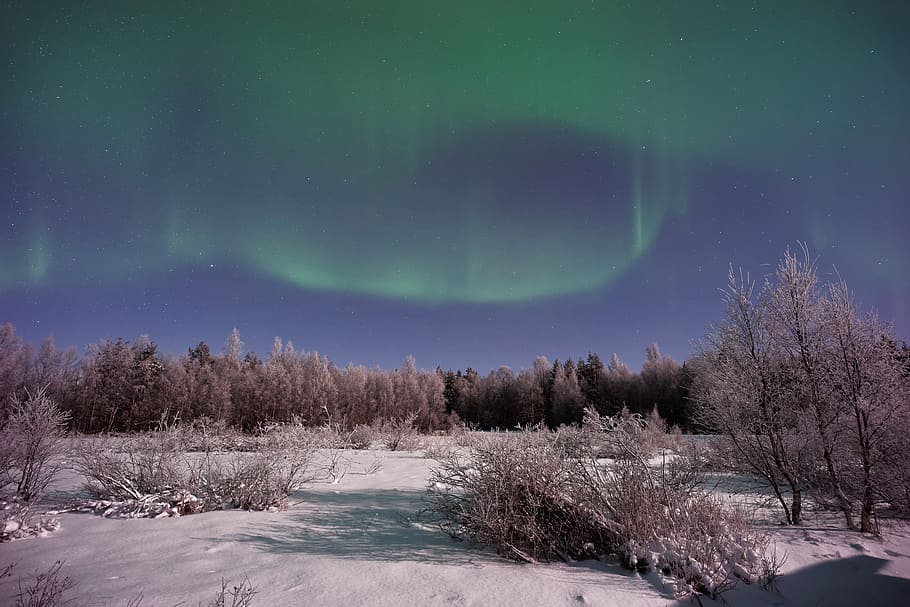 aurora, green, light, atmosphere, sky, trees, plant, nature HD wallpaper
