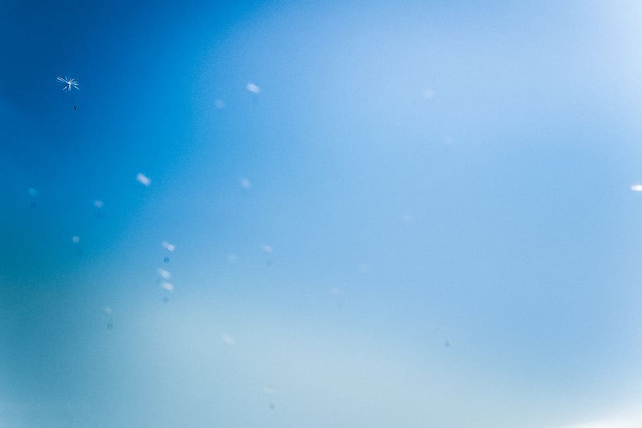 sky, blue, grey, dandelion, macro, nature, macrophoto, photography HD wallpaper