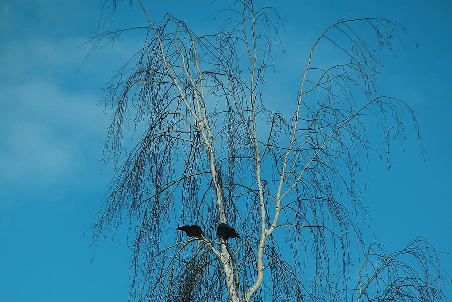 birch, tree, dawson, birds, the bark, winter, nature, branches HD wallpaper