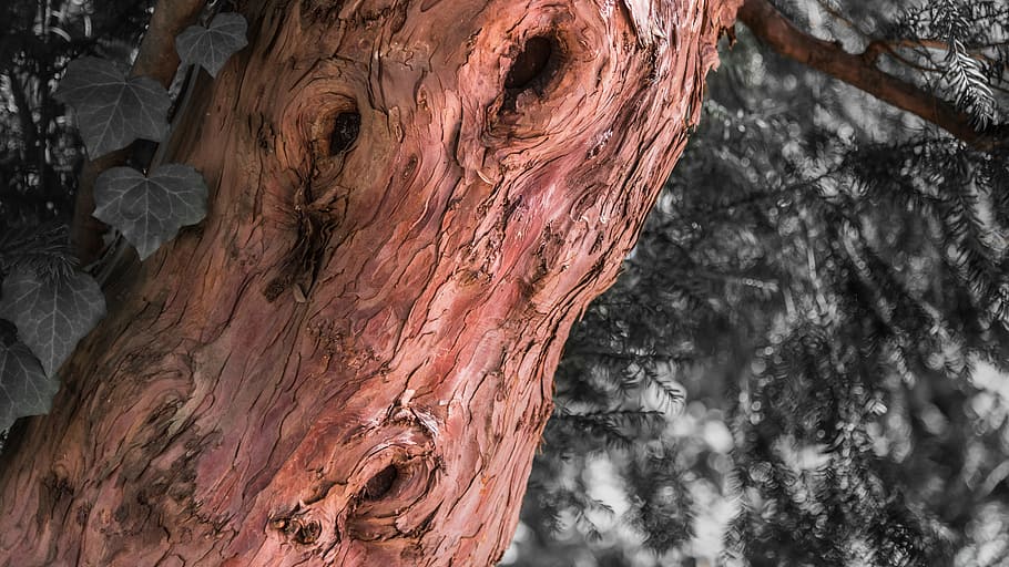 if, lyon, nature, old, pink, texture, tree, tree trunk, plant HD wallpaper