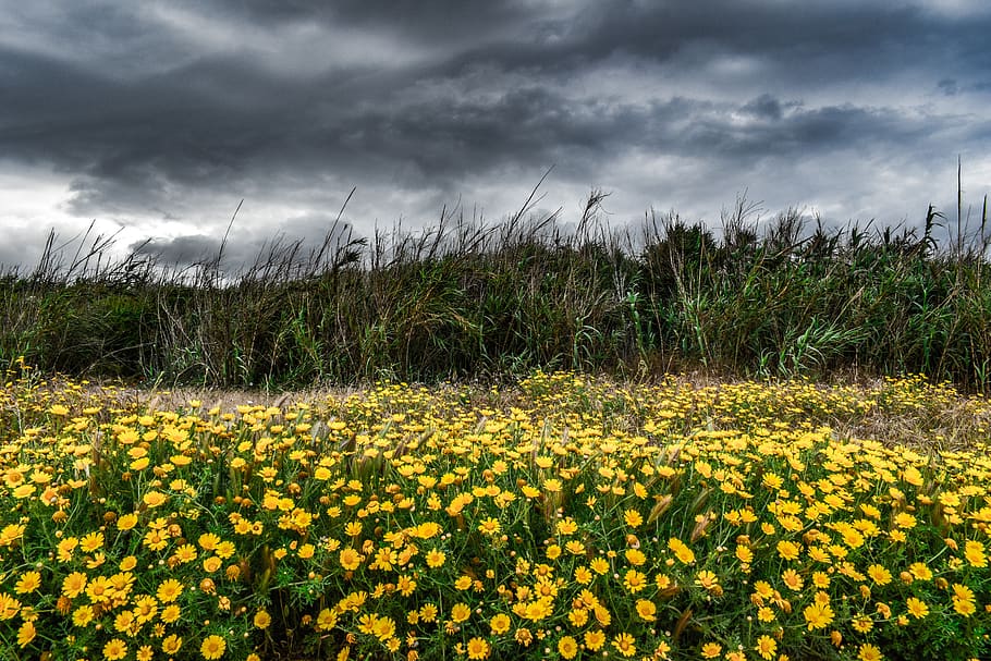 landscape, spring, nature, field, sky, clouds, storm, stormy weather HD wallpaper