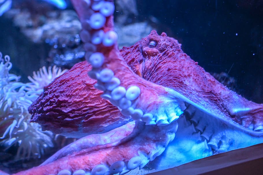 red and brown octopus on tank, invertebrate, animal, sea life