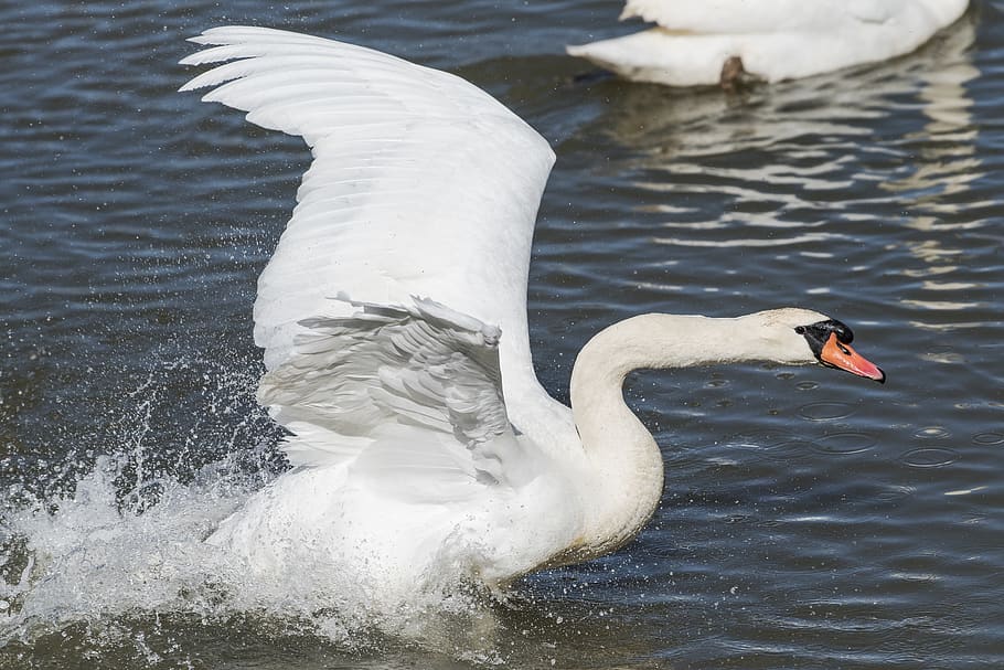 water, bird, swan, flying, animal themes, animals in the wild HD wallpaper