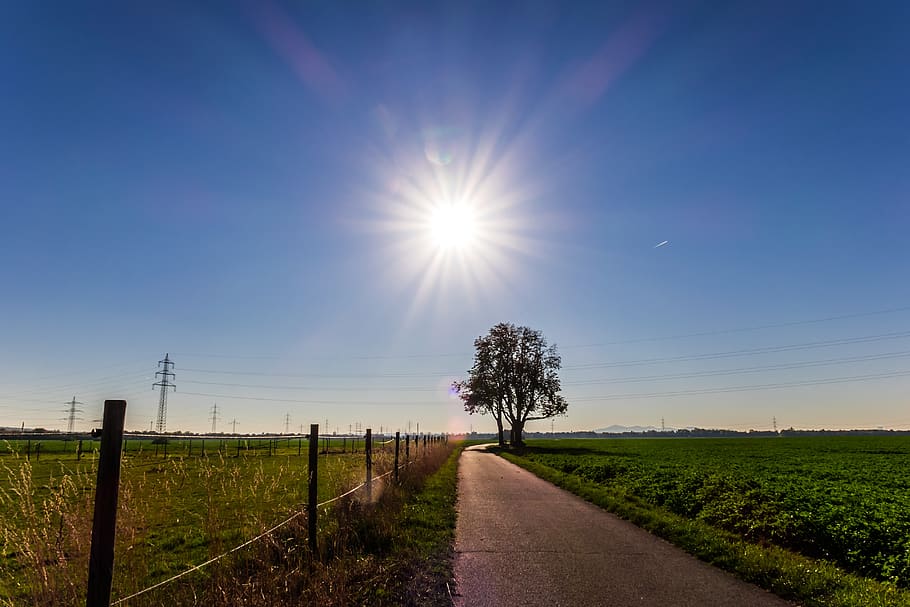 sun, sunbeam, backlighting, sunlight, dazzle, rays, tree, away HD wallpaper