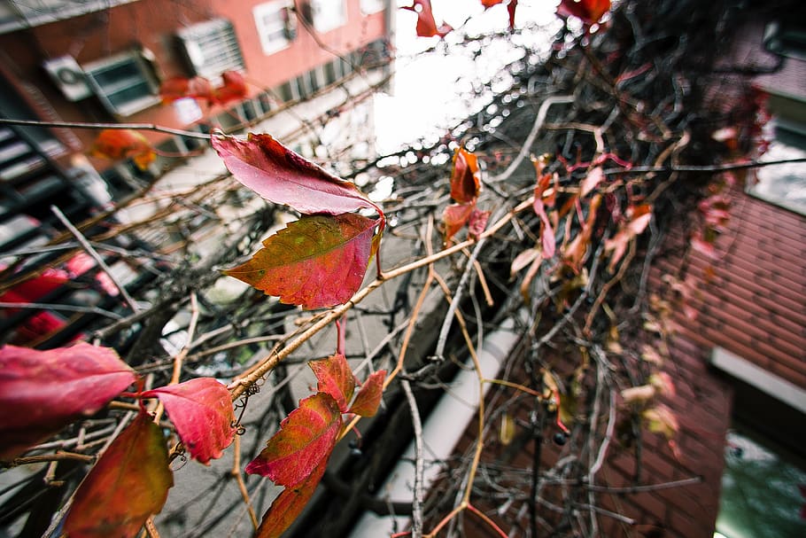 leaf, rattan, architecture, building exterior, built structure HD wallpaper