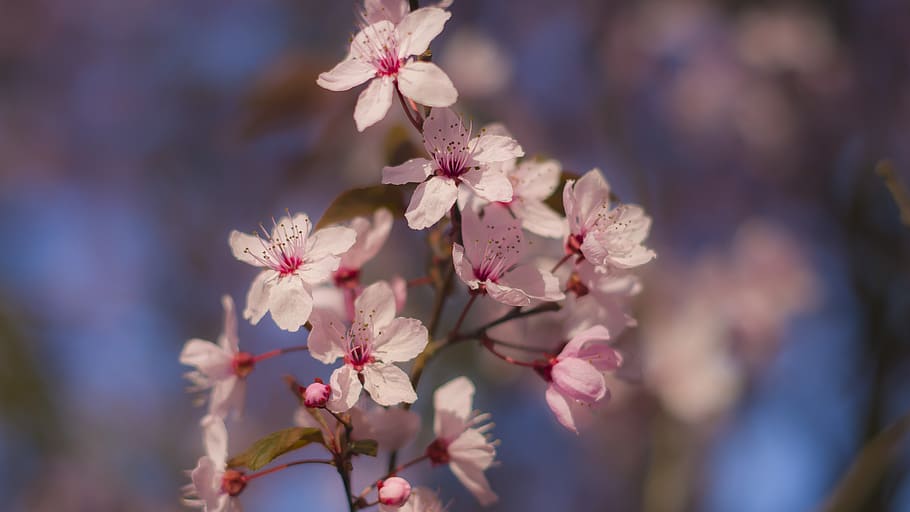 spring, cherry, cherry blossoms, flower, tree, pink, branch HD wallpaper