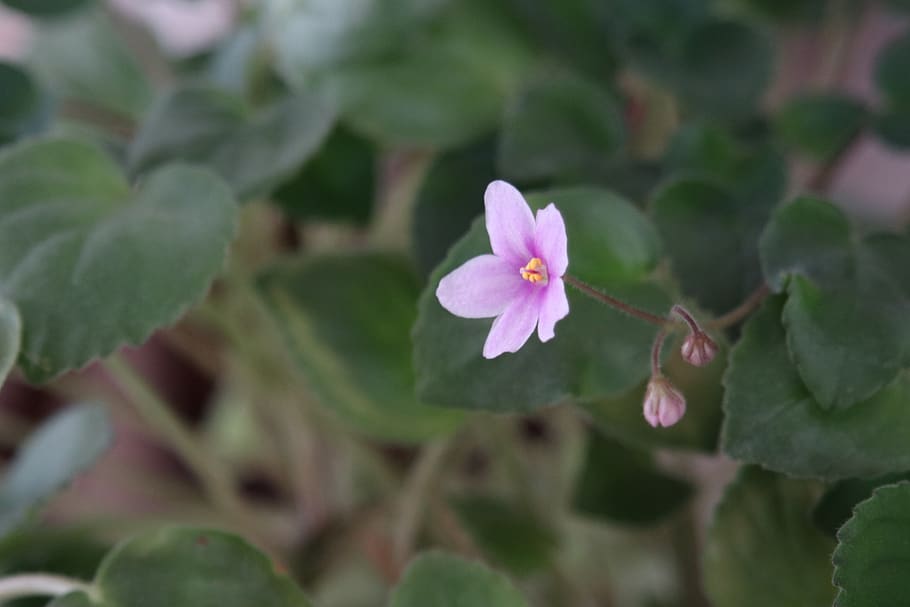 flower, leaf, green, pink, flowering plant, freshness, vulnerability HD wallpaper