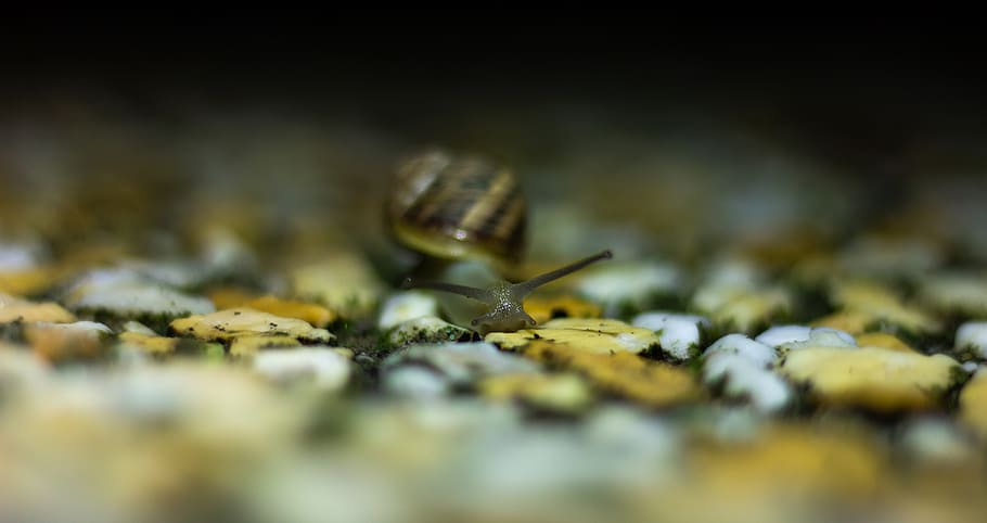 nature, snail, selective focus, close-up, invertebrate, animal themes HD wallpaper