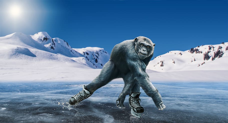 chimpanzee, ice skating, winter sports, ice rink, mountains