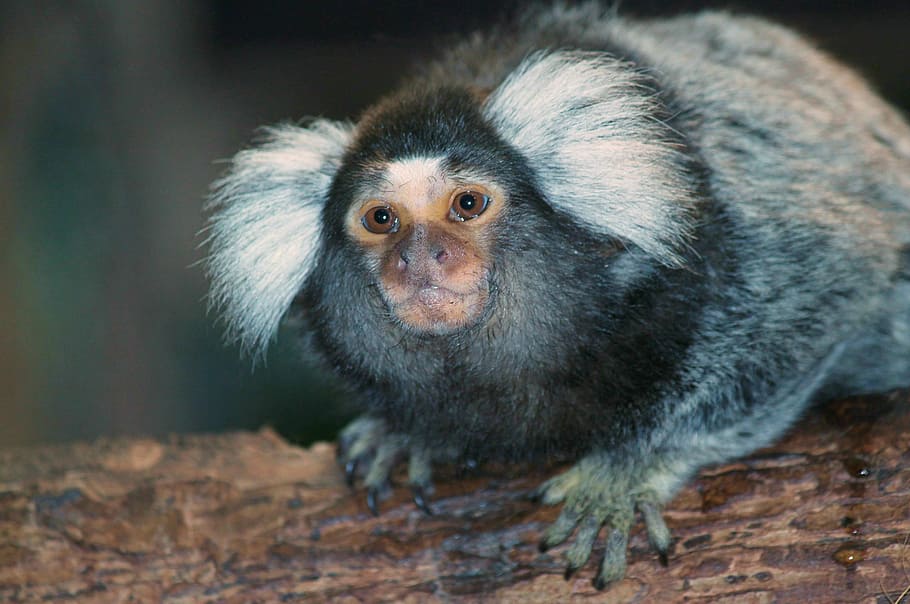 monkey, animal, black, wild, animal wildlife, primate, one animal HD wallpaper