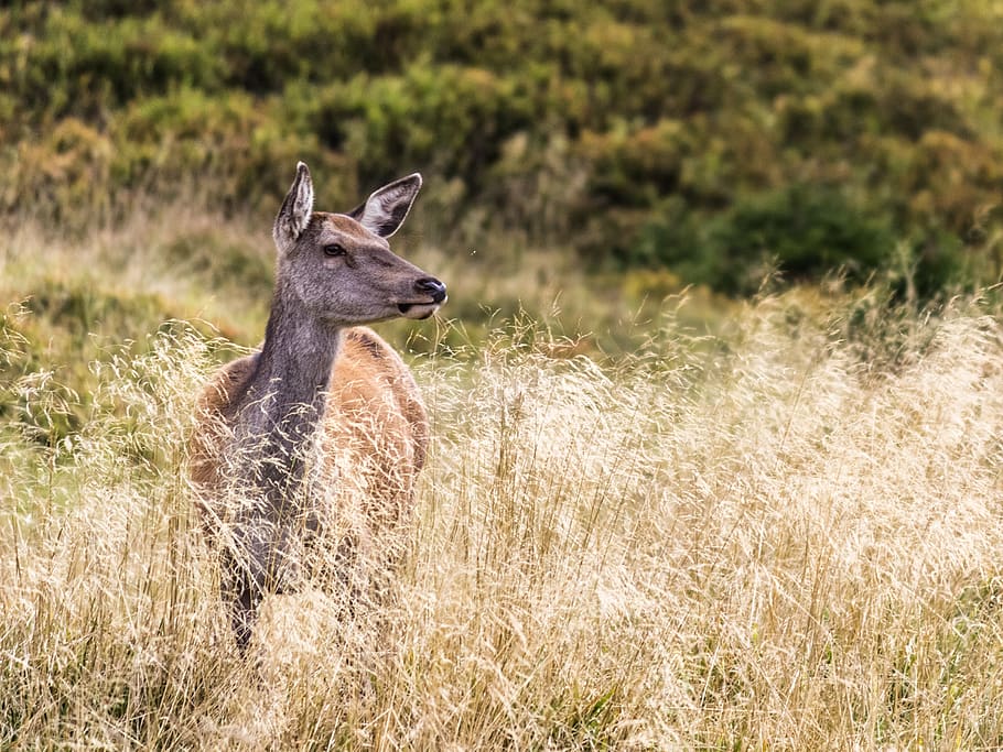 deer, animals, grass, nature, animals in the wild, animal wildlife HD wallpaper