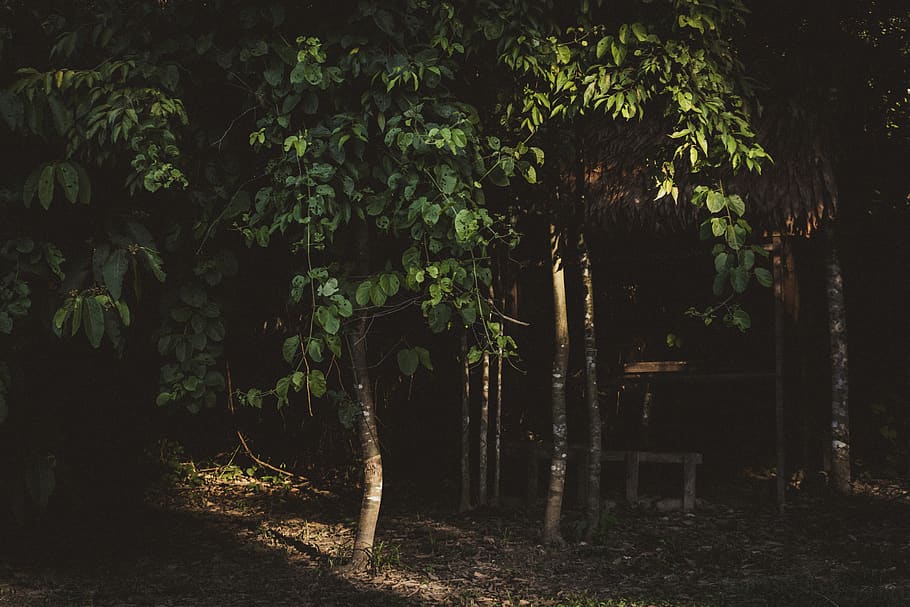 green-leafed tree, plant, forest, land, growth, nature, tranquility HD wallpaper