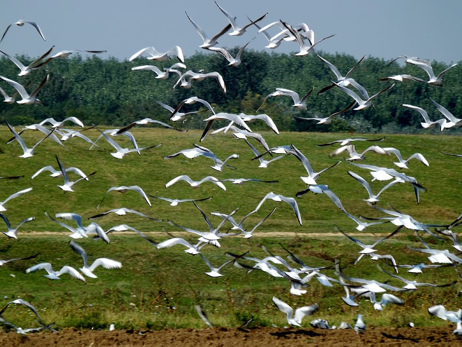 Birds, fly, flying, seagull, group, vertebrate, group of animals HD wallpaper