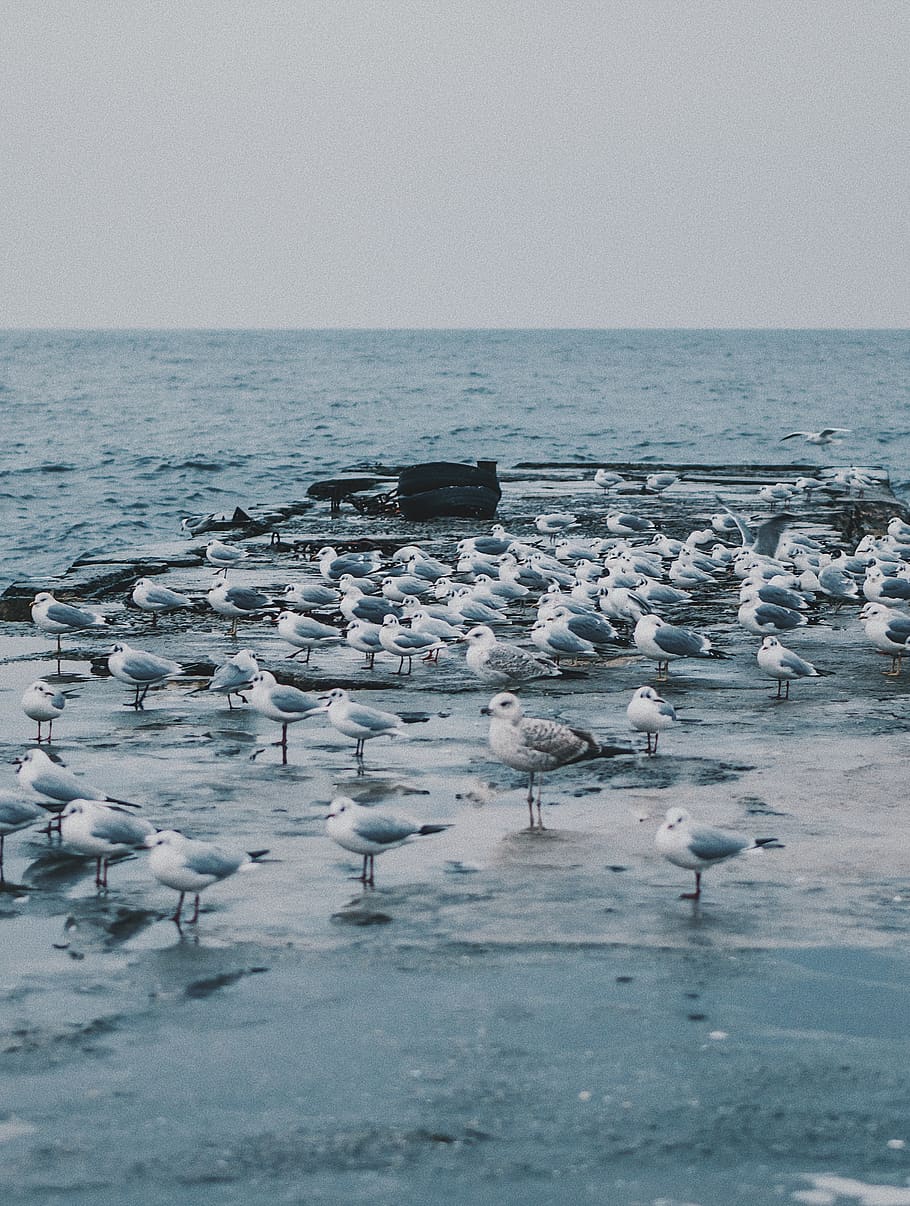 seashore with birds, water, large group of animals, sky, beauty in nature HD wallpaper