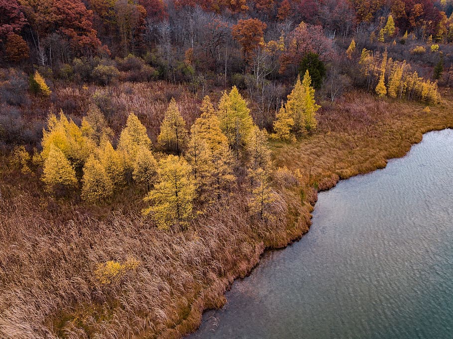 green leafed trees near body of water, foliage, fall, autumn HD wallpaper