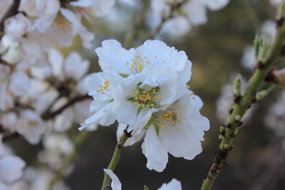flower, peach, spring, bright, branch, natural, wood, flowering HD wallpaper