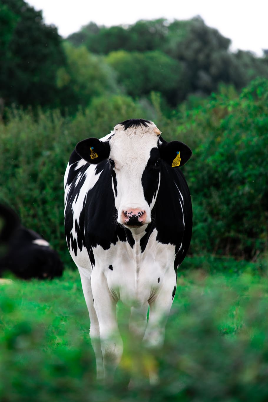 17,100+ Holstein Cattle Stock Photos, Pictures & Royalty-Free Images -  iStock | Cow, Dairy cow, Hereford cattle