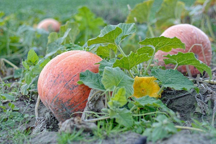 pumpkins, round, orange, in the fall, autumn, yellow, collections HD wallpaper