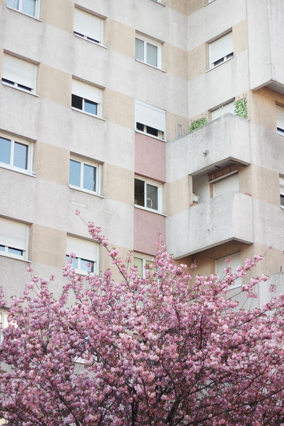 cherry blossoms beside building, plant, flower, flowers, pink HD wallpaper