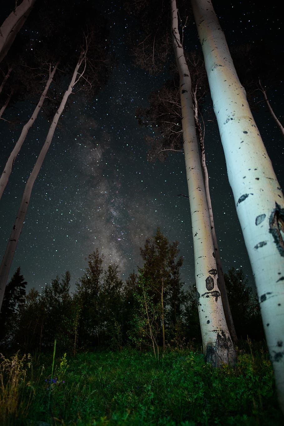 forest, milkyway, sky, night, tree, star, plant, beauty in nature HD wallpaper