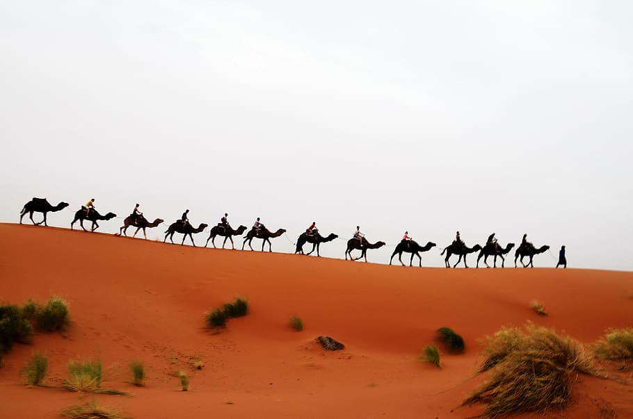 Hd Wallpaper Maroc Merzouga Merzouga Desert Lodge Group Of Animals Large Group Of Animals Wallpaper Flare