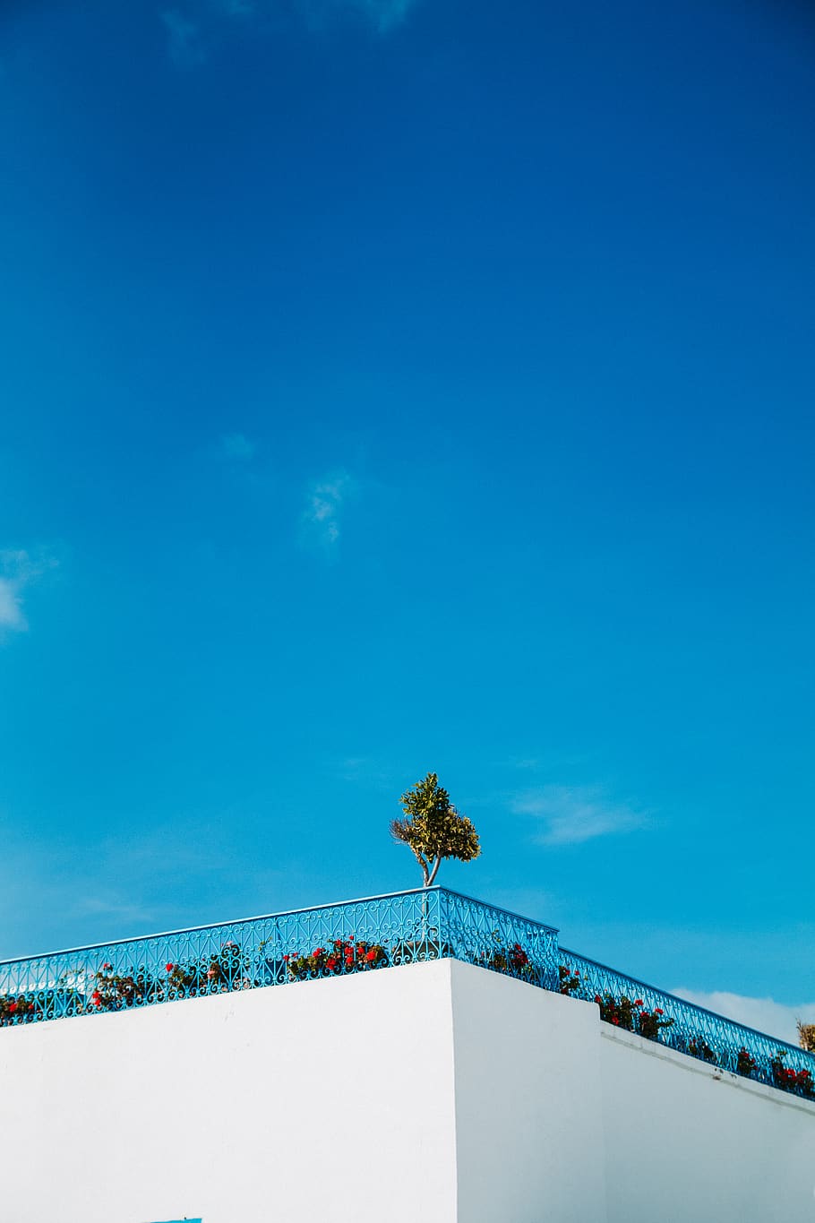 green-leafed tree, sky, blue, nature, palm tree, plant, day, cloud - sky HD wallpaper