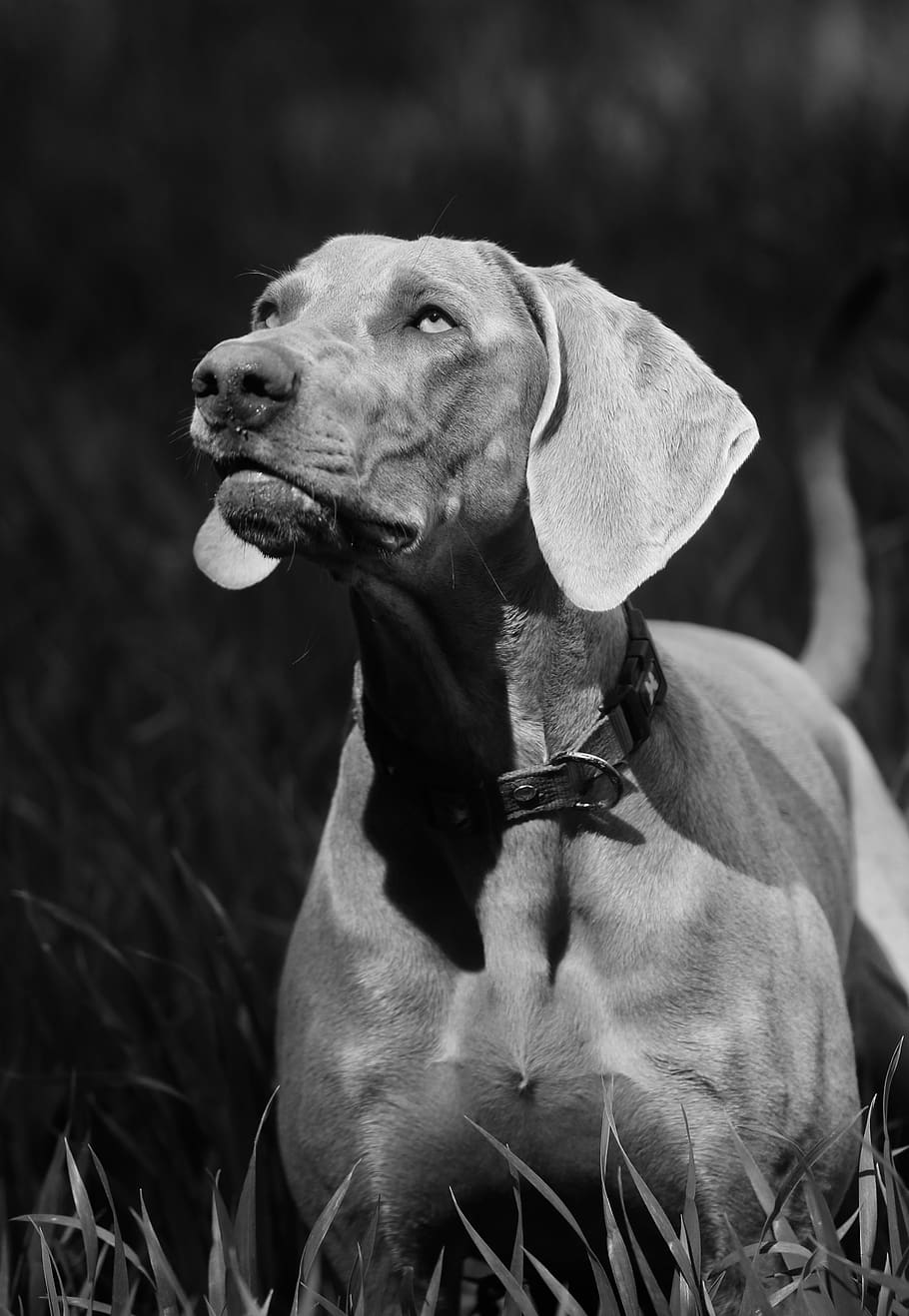 grayscale photography of dog standing on grass, mammal, animal