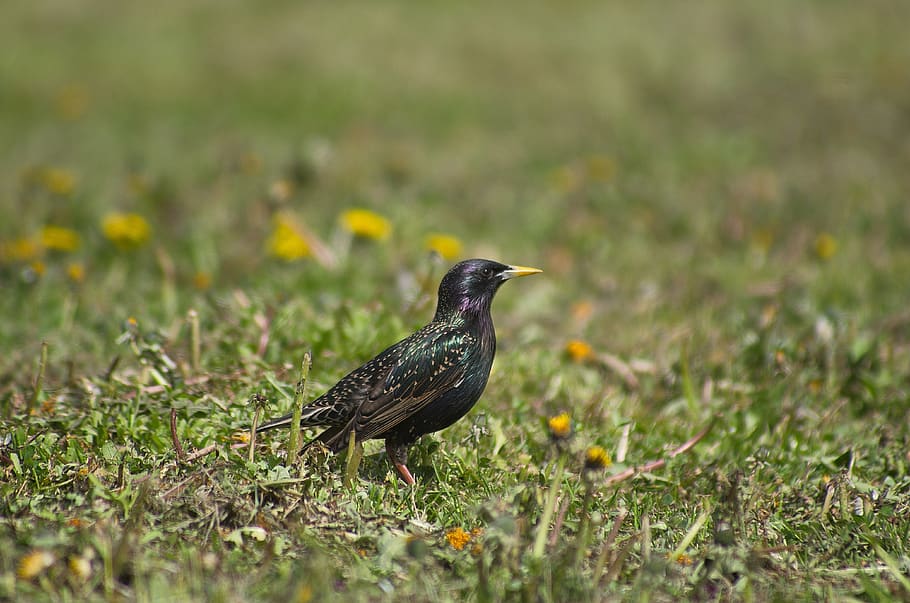 bird, starling, nature, spring, animals, rainbow, animal themes HD wallpaper