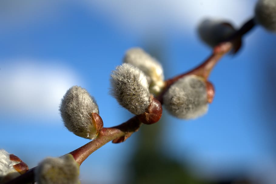 spring, willow catkin, easter, sky, green, blue, nature, clouds HD wallpaper
