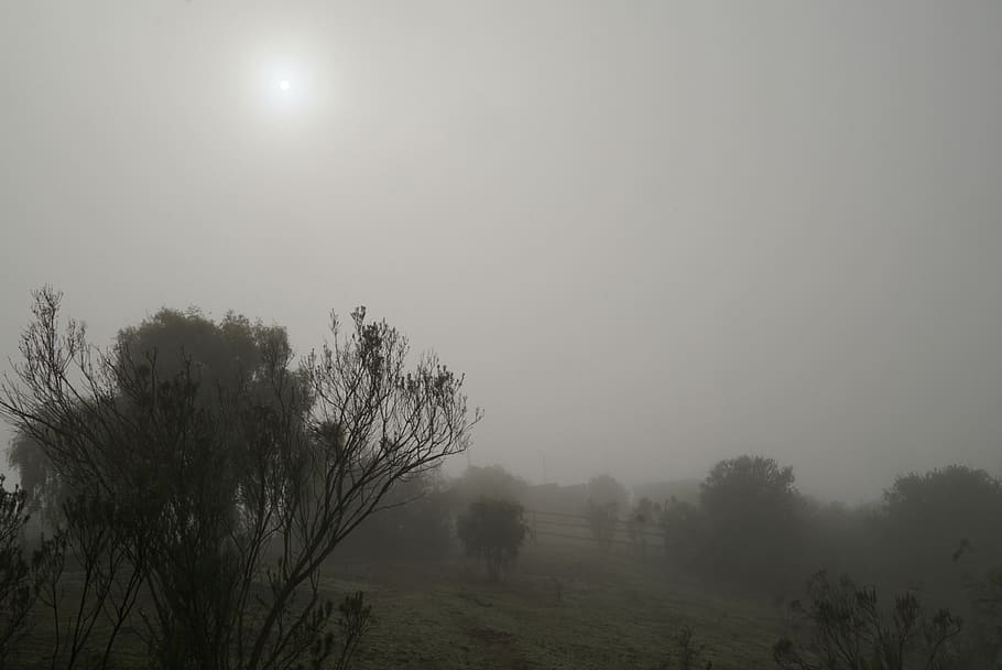 chile, casablanca, tree, fog, plant, sky, tranquility, beauty in nature HD wallpaper