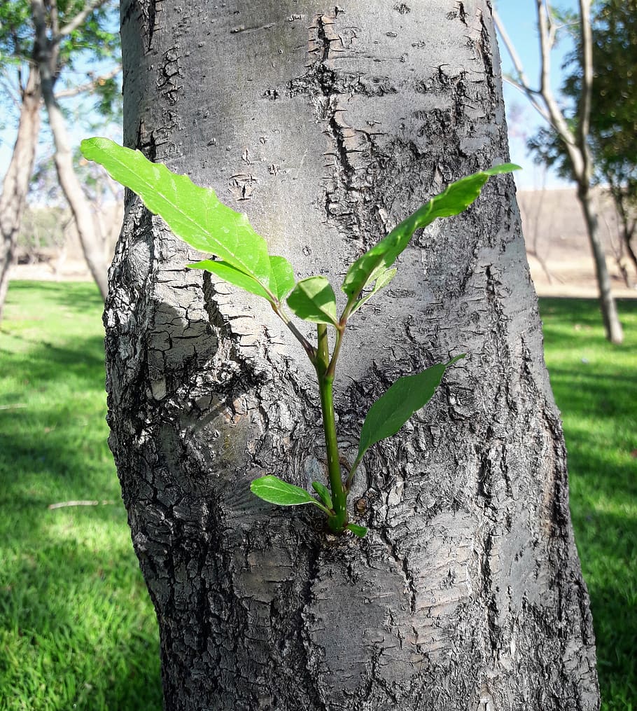 tree, plant, tree trunk, 76140, mexico, santiago de querétaro HD wallpaper