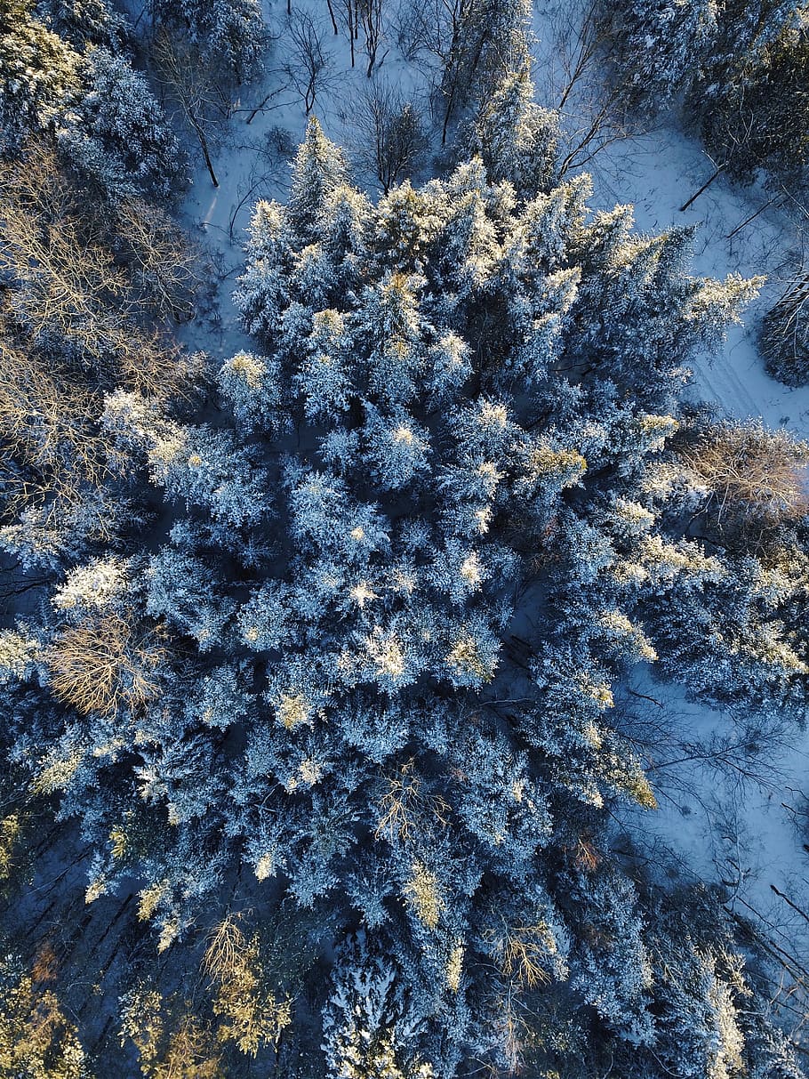 plant, tree, conifer, ice, outdoors, nature, spruce, fir, abies HD wallpaper