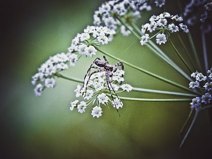 ethiopia, addis ababa, spider, flower, flowering plant, freshness HD wallpaper