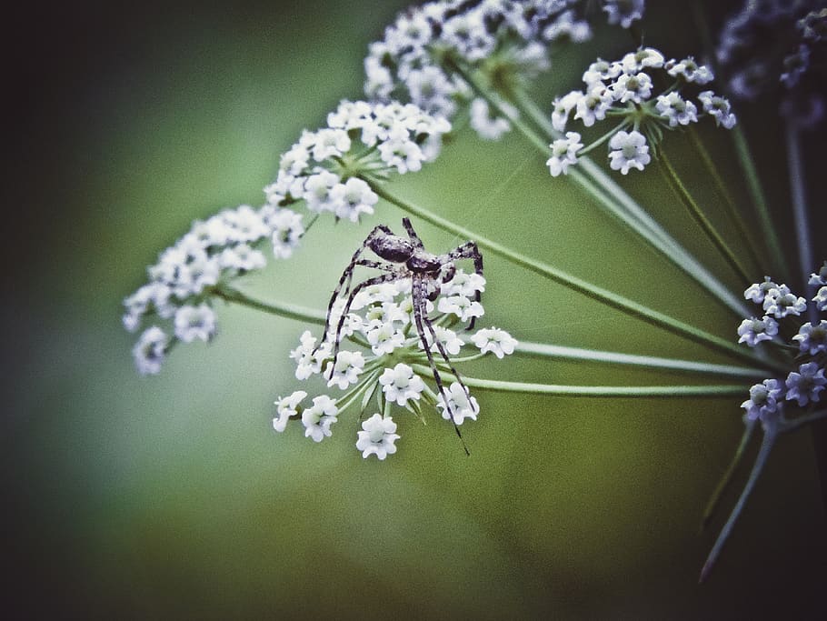 ethiopia, addis ababa, spider, flower, flowering plant, freshness HD wallpaper