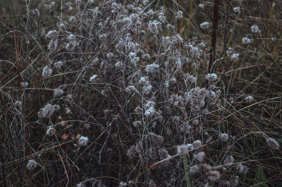 belarus, ex. bobruisk, ex. belarus, plant, land, nature, no people HD wallpaper